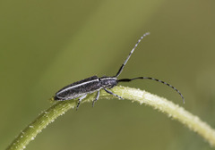 Agapanthia cardui