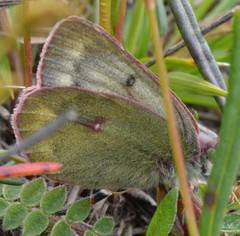 Colias nastes