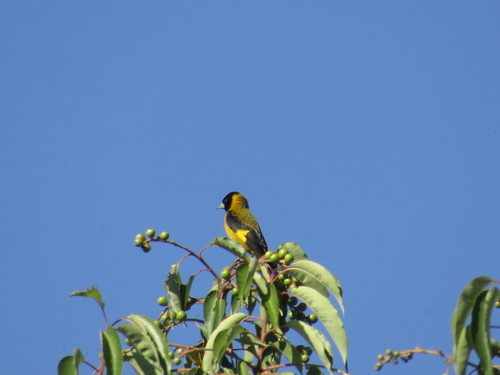 Black-headed Siskin (Spinus notatus), photo 4