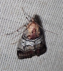 Pococera maritimalis