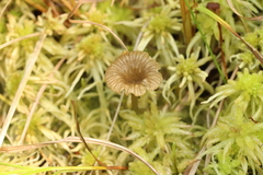 Arrhenia sphagnicola