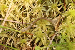 Arrhenia sphagnicola