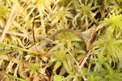 Arrhenia sphagnicola