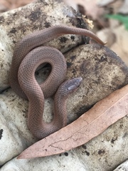 Virginia valeriae elegans