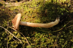 Inocybe lacera