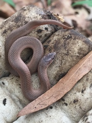 Virginia valeriae elegans