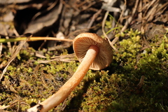 Inocybe lacera