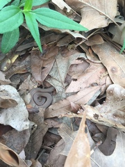 Virginia valeriae elegans