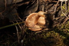 Inocybe lacera