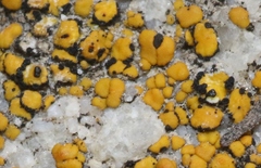 Lichenostigma