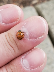 Harmonia axyridis