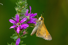Atalopedes campestris