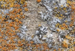 Phaeophyscia hirsuta