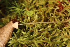 Mycena mirata