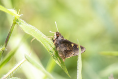 Chondrolepis cynthia