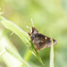 Cynthia’s Snow-horned Skipper - Photo (c) Niall Perrins, some rights reserved (CC BY-NC), uploaded by Niall Perrins