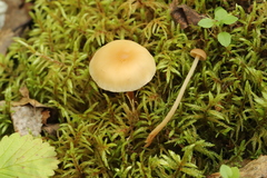 Gymnopus aquosus