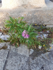 Chamaenerion angustifolium