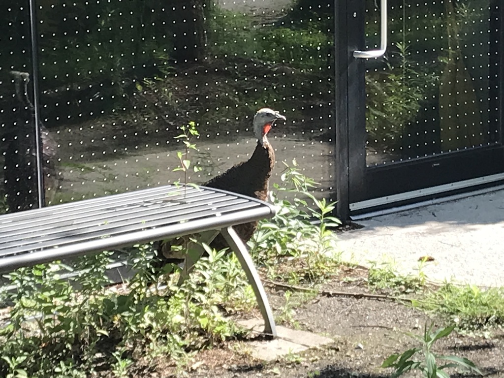 Wild Turkey behind a bench