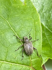 Neofidia lurida