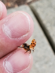 Harmonia axyridis