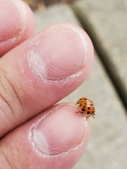 Harmonia axyridis