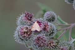 Udea fulvalis