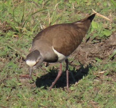 Vanellus melanopterus minor