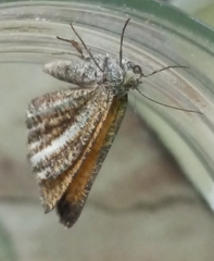 Isturgia limbaria