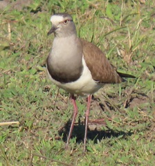 Vanellus melanopterus minor