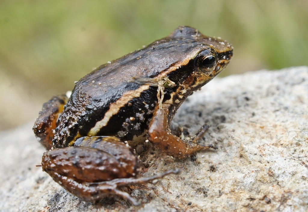 Lehmann's Rocket Frog
