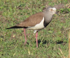 Vanellus melanopterus minor
