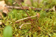 Deconica phyllogena