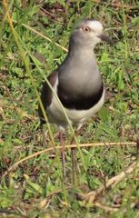 Vanellus melanopterus minor