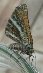 Isturgia limbaria