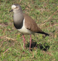 Vanellus melanopterus minor