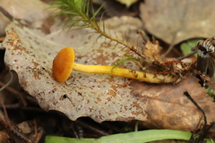 Calocybe naucoria
