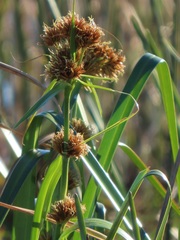 Rhynchospora spectabilis