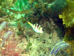 Paraluteres prionurus