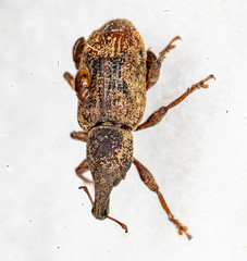 Listronotus appendiculatus