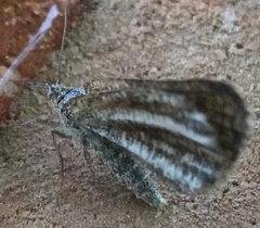 Isturgia limbaria