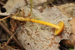 Calocybe naucoria