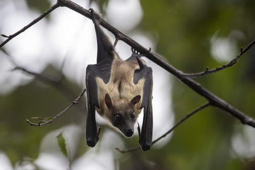 Straw-coloured Fruit Bat