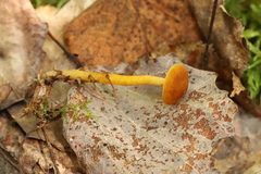Calocybe naucoria