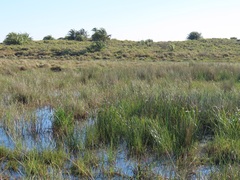 Rhynchospora spectabilis