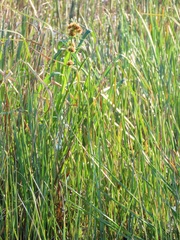 Rhynchospora spectabilis