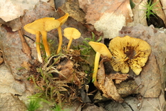Calocybe naucoria