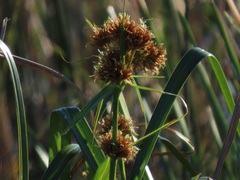 Rhynchospora spectabilis