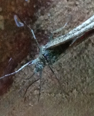 Isturgia limbaria