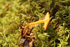 Calocybe naucoria